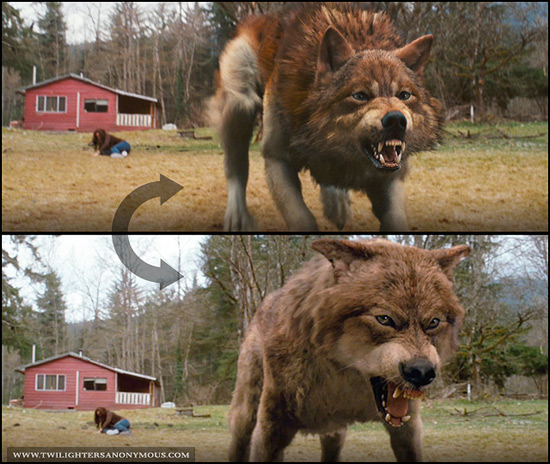Jacob Wolf Comparison Video